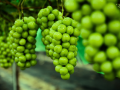 Shine Muscat Grape