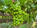 Shine Muscat Grape
