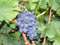 Grape