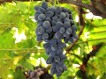 Grape