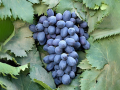 Grape