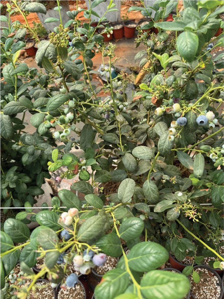 Khám phá vườn Việt quất