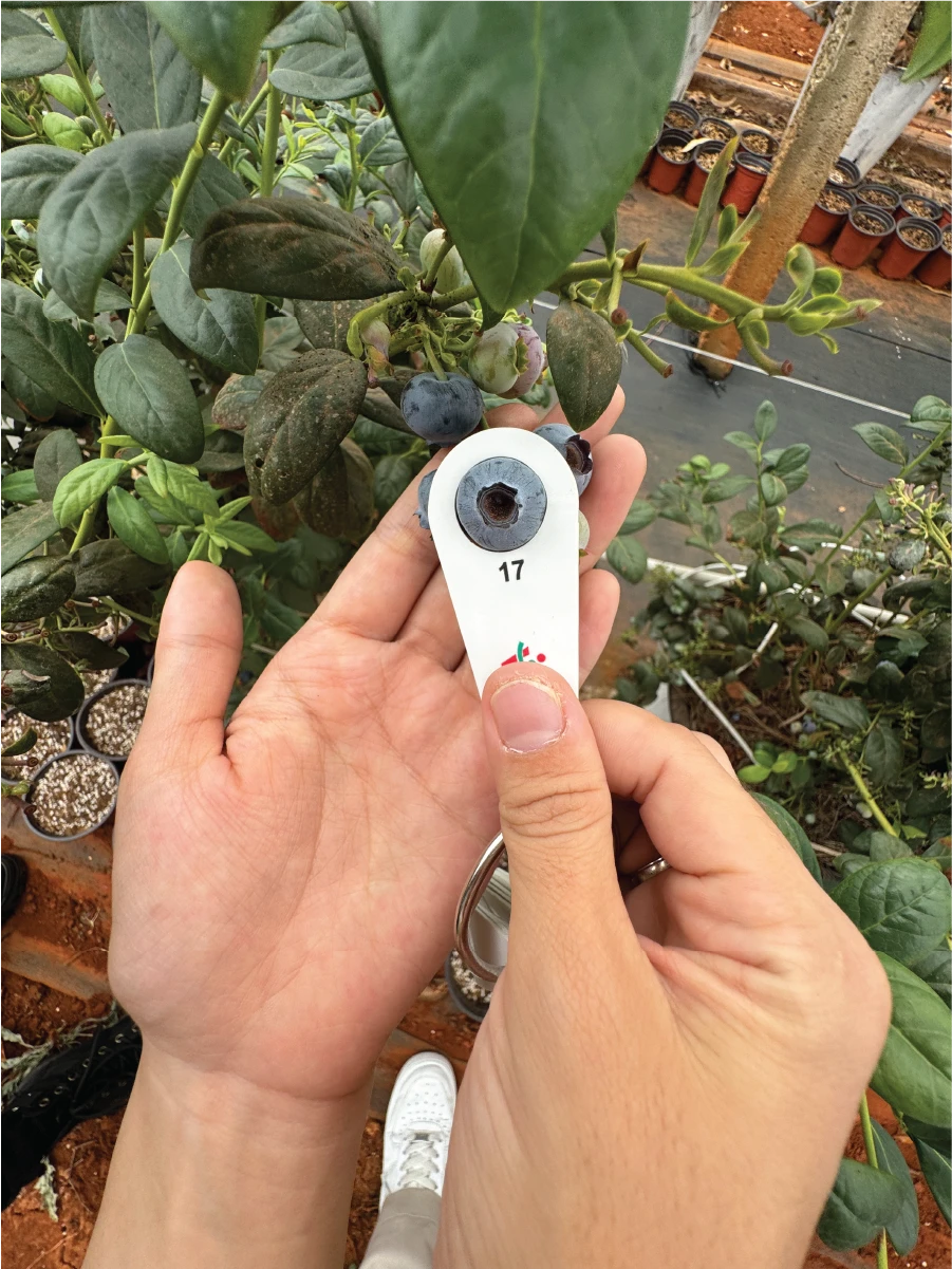 Khám phá vườn Việt quất