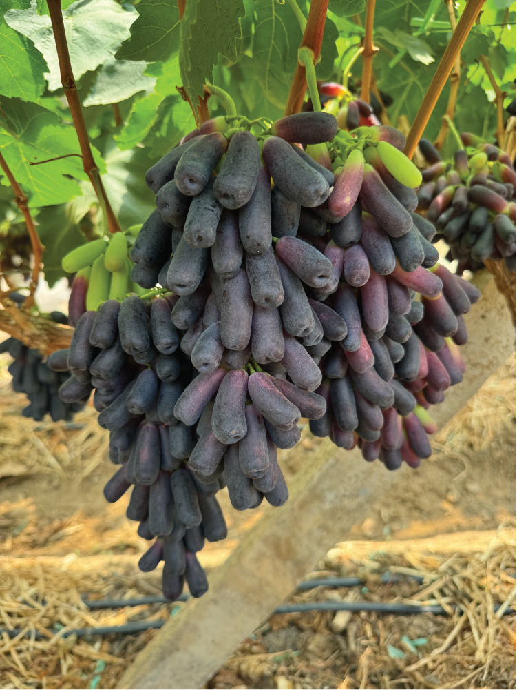 Khám phá vườn Nho ngón tay