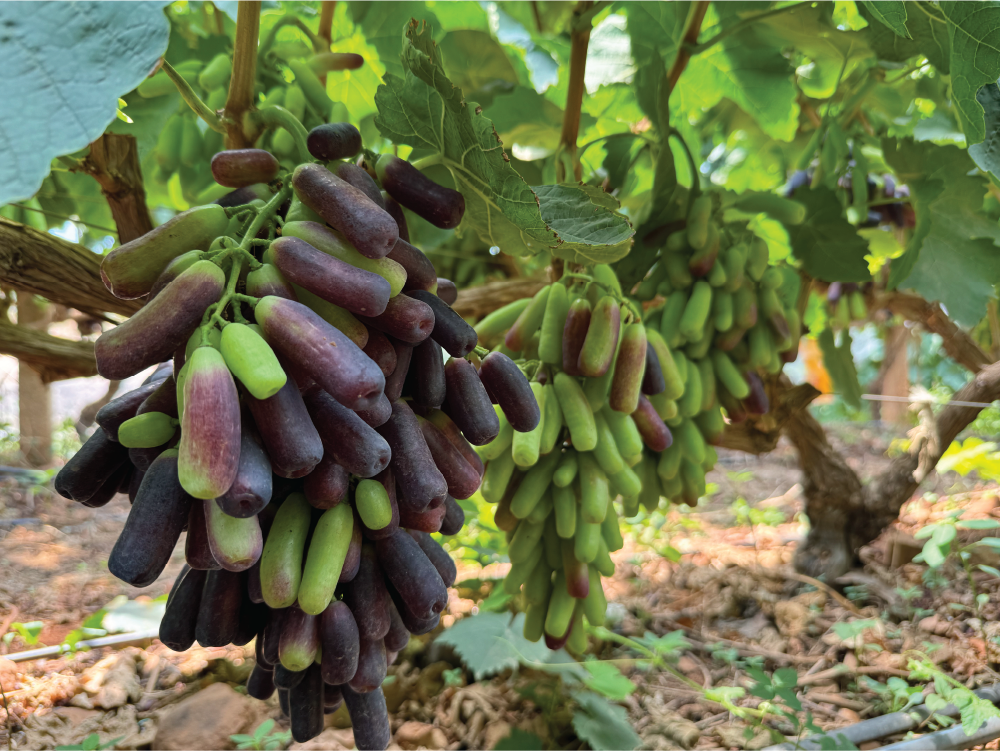 Khám phá vườn Nho ngón tay