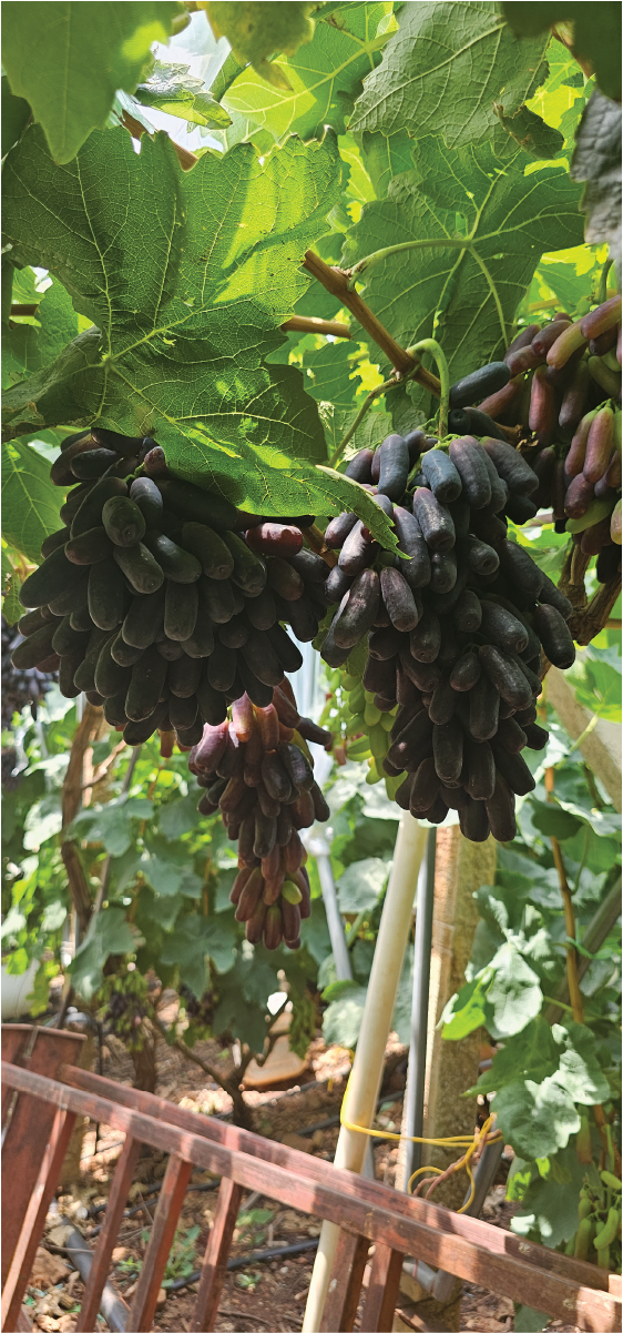 Khám phá vườn Nho ngón tay
