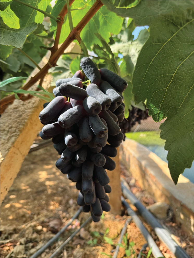 Khám phá vườn Nho ngón tay