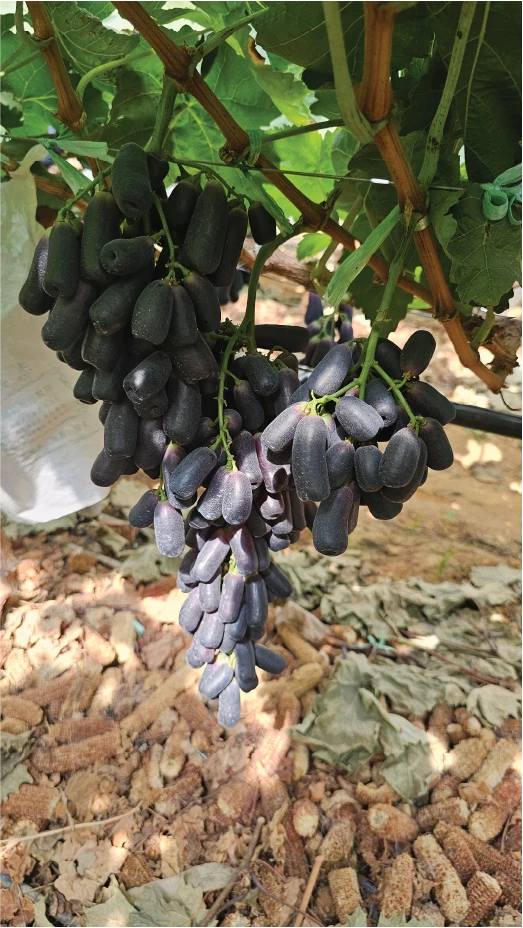 Khám phá vườn Nho ngón tay