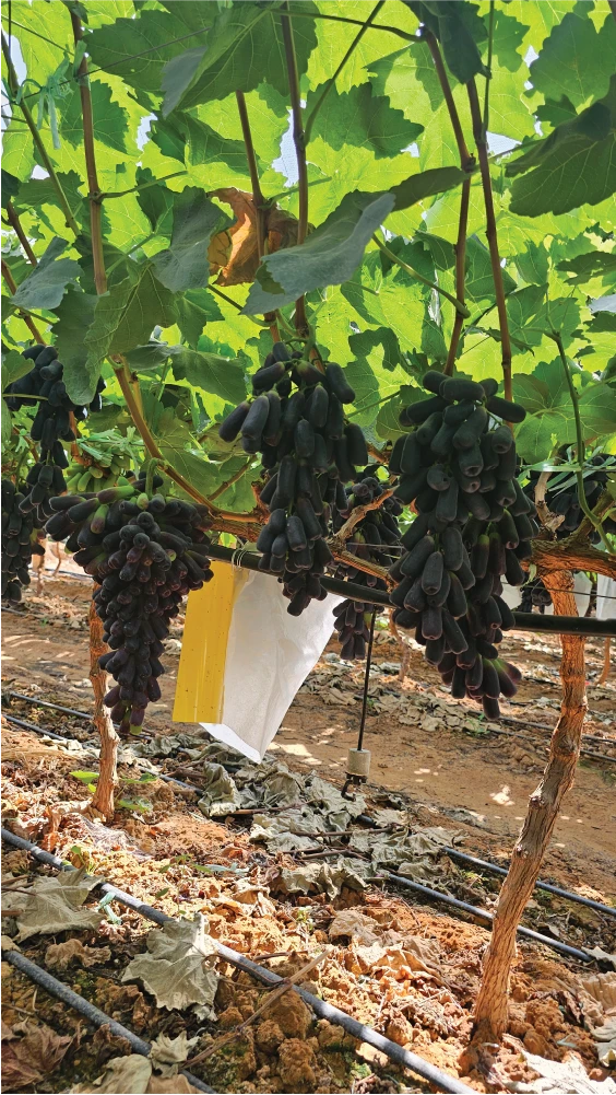 Khám phá vườn Nho ngón tay