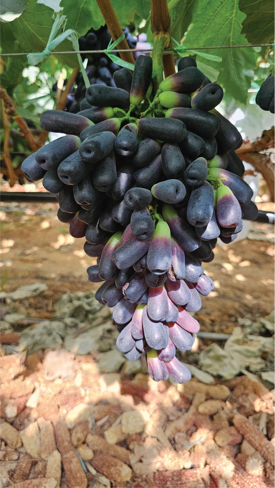 Khám phá vườn Nho ngón tay