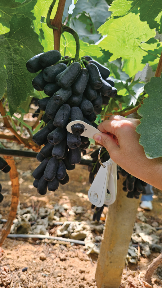 Khám phá vườn Nho ngón tay