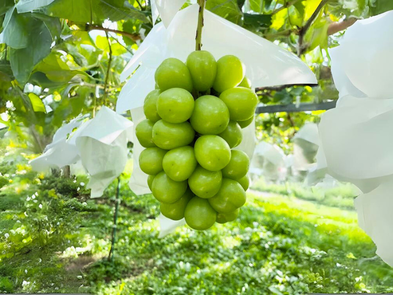 Nho Mẫu Đơn Shine Muscat 