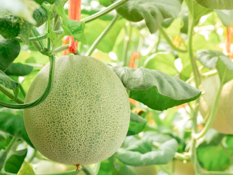 Dưa Lưới