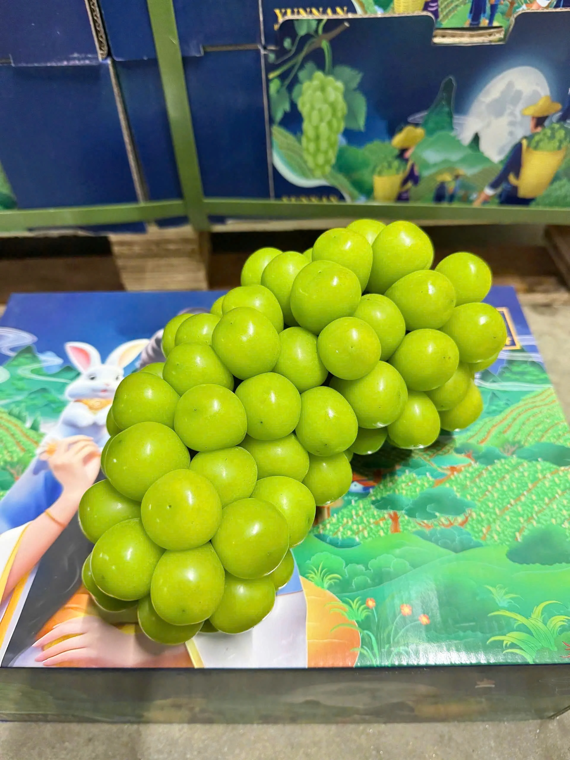Nho Mẫu Đơn Shine Muscat 