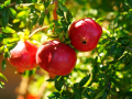 Pomegranate