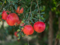 Pomegranate