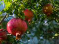 Pomegranate